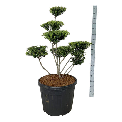 Ilex crenata &