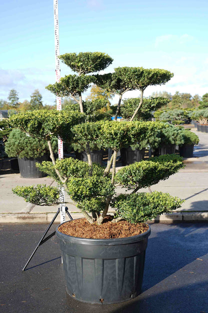 Ilex cren. &