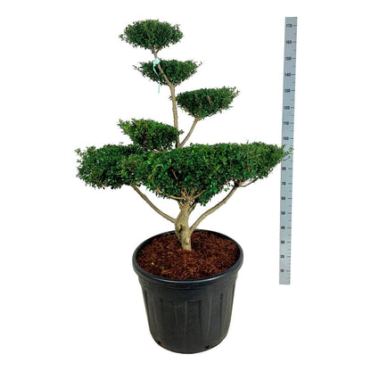 Ilex cren. &