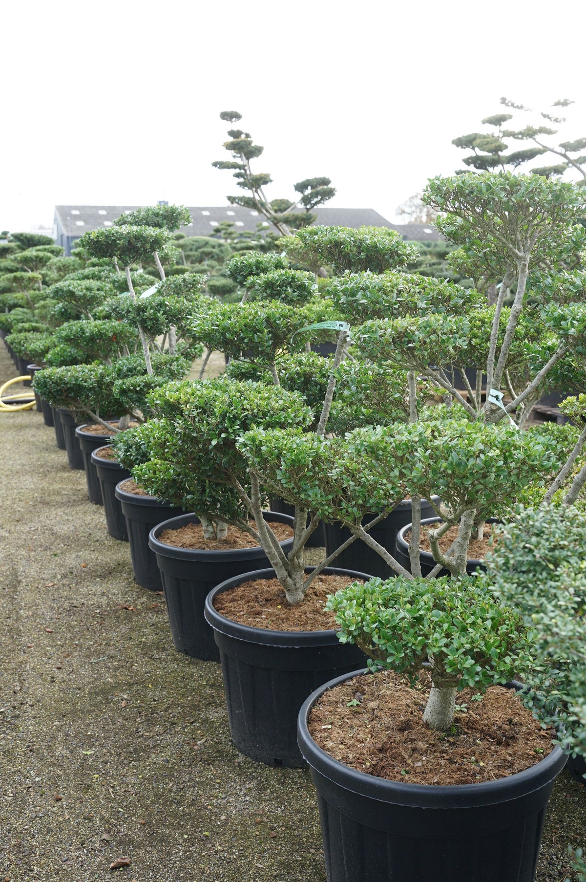 TW-2801064