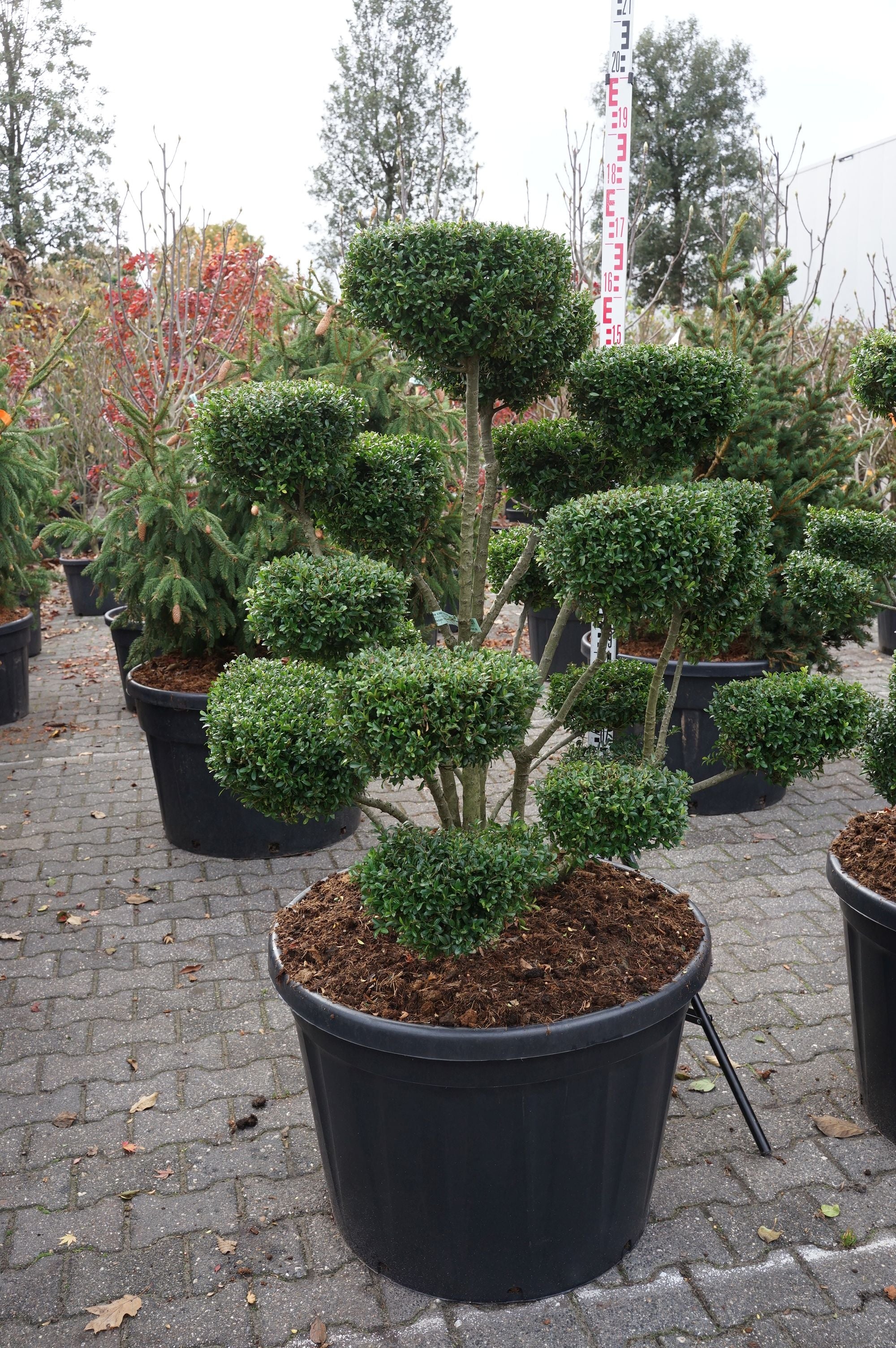 Järnek cren. &