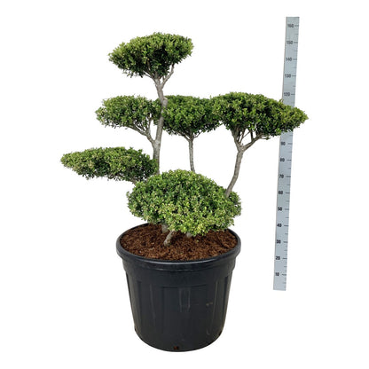 Ilex crenata Bonsai 80-100 cm C80 (80 liters kruka)