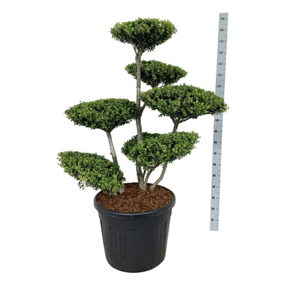 Ilex crenata Bonsai 100-125 cm C90 (90 liters kruka)
