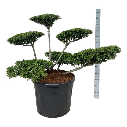 Ilex crenata &