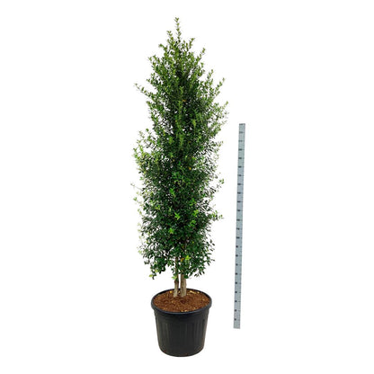 Ilex &