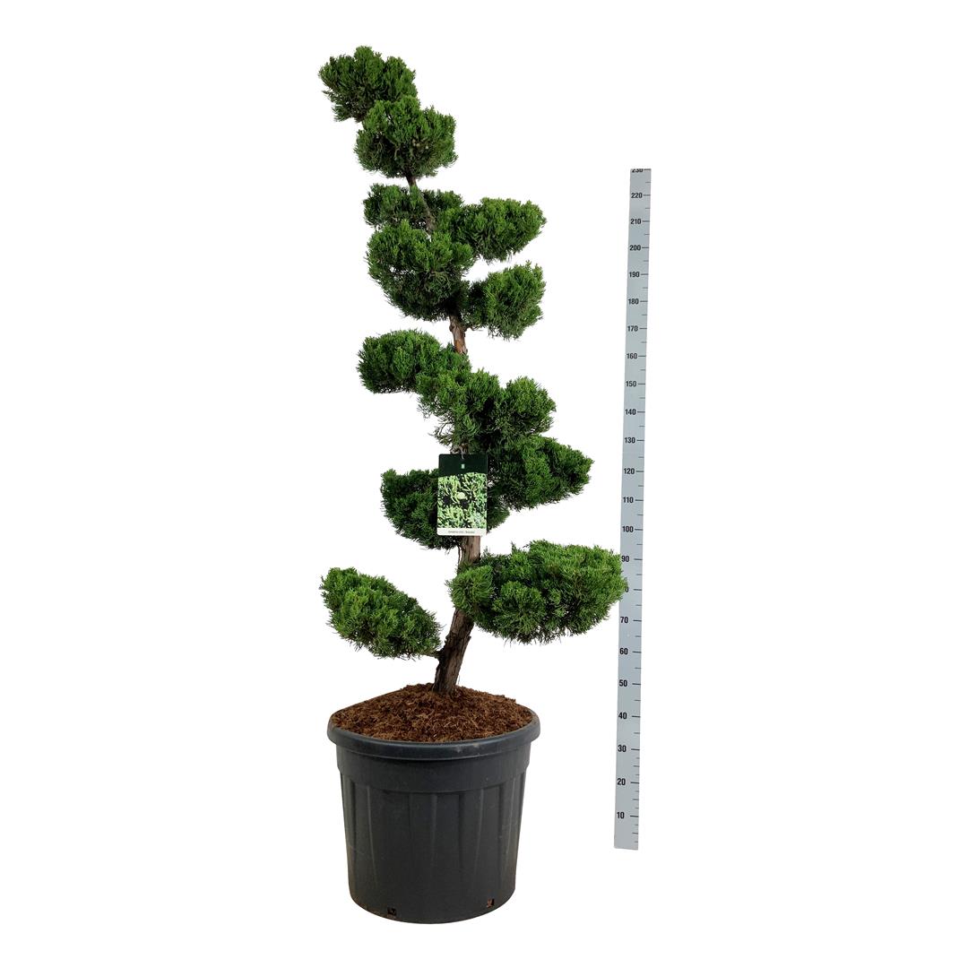 Juniperus chin. &