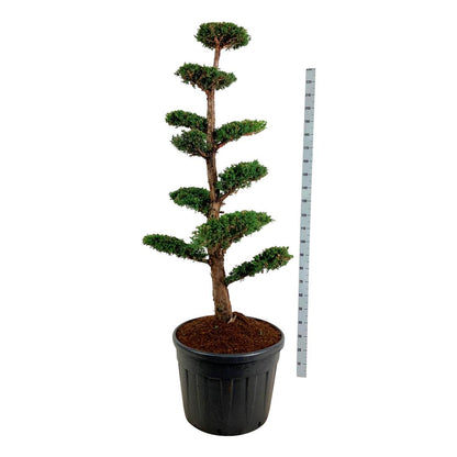 Juniperus chinensis &