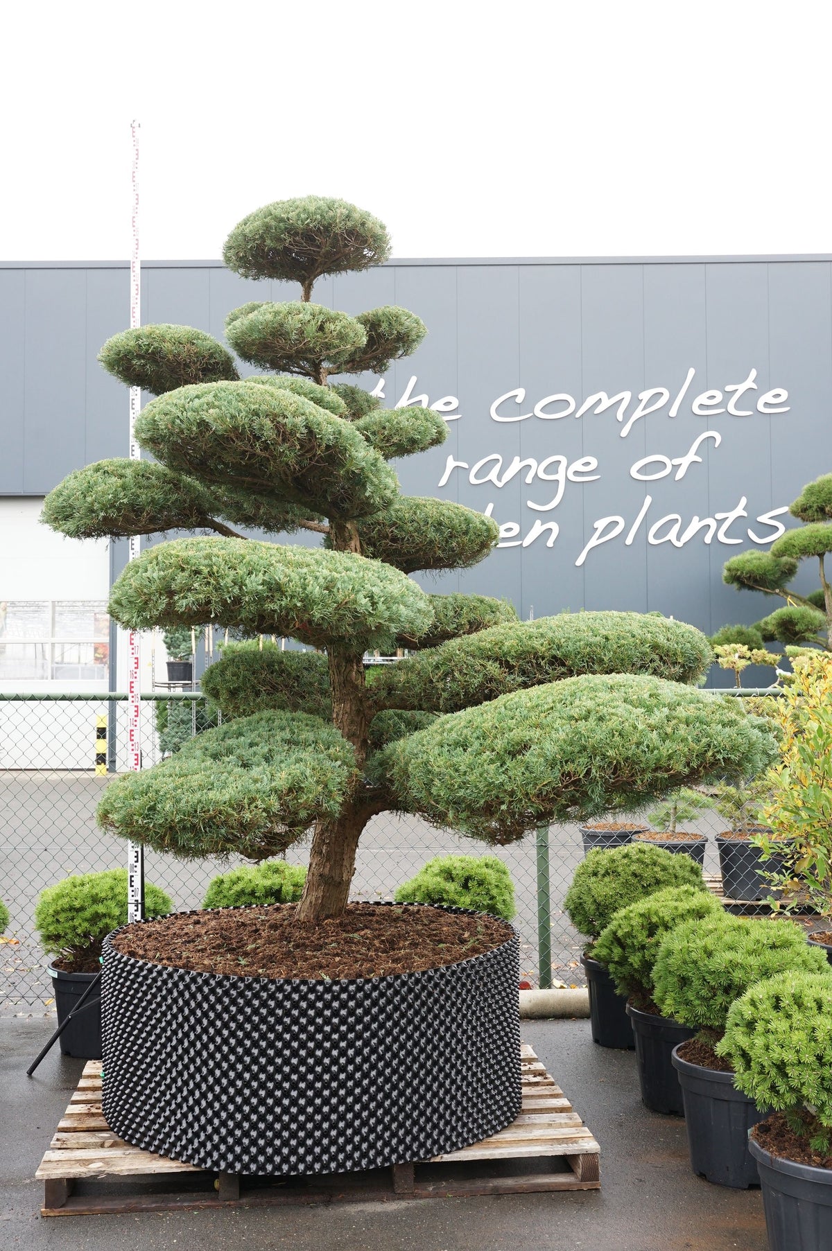 Juniperus media &