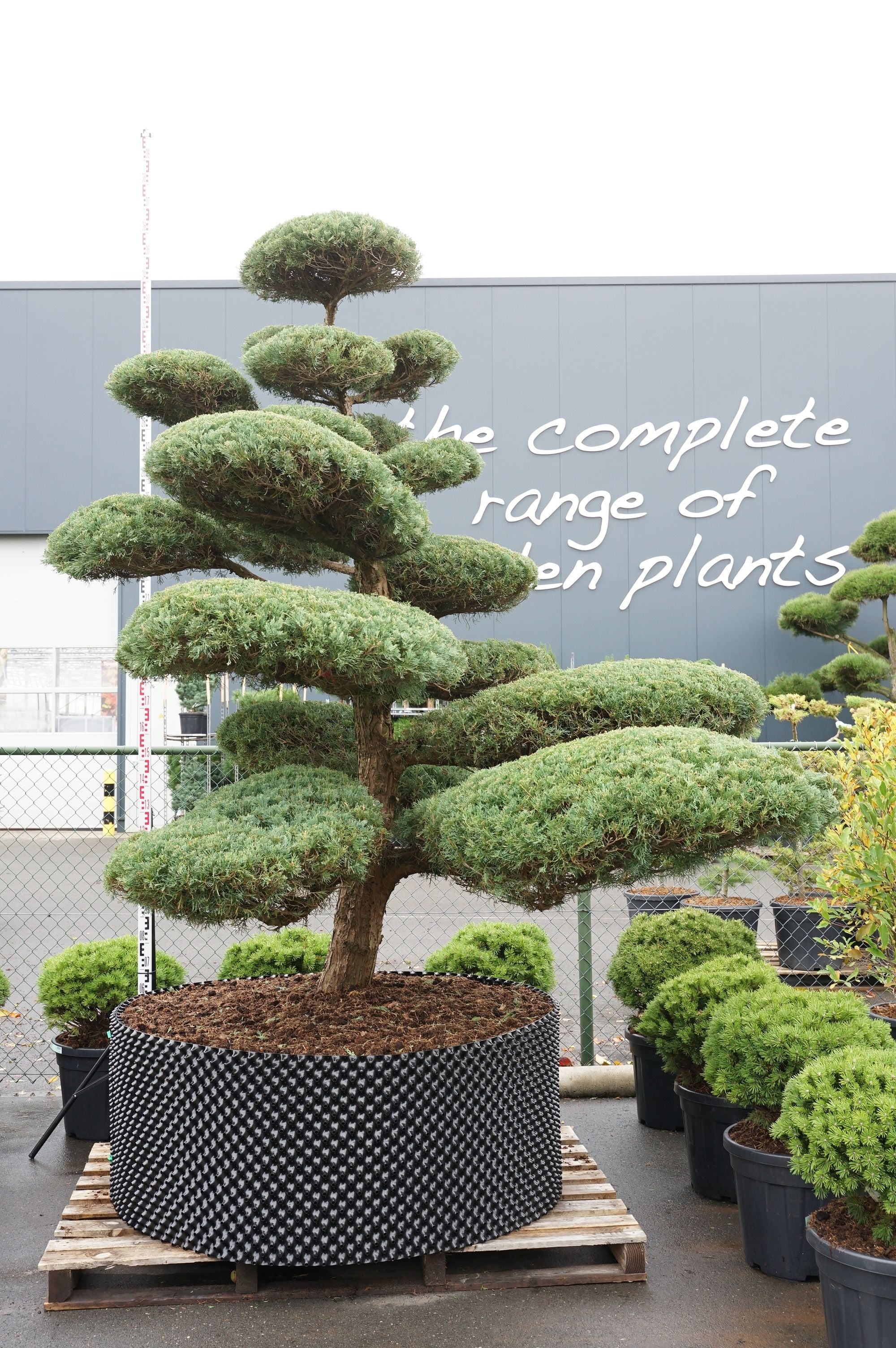 Juniperus media &
