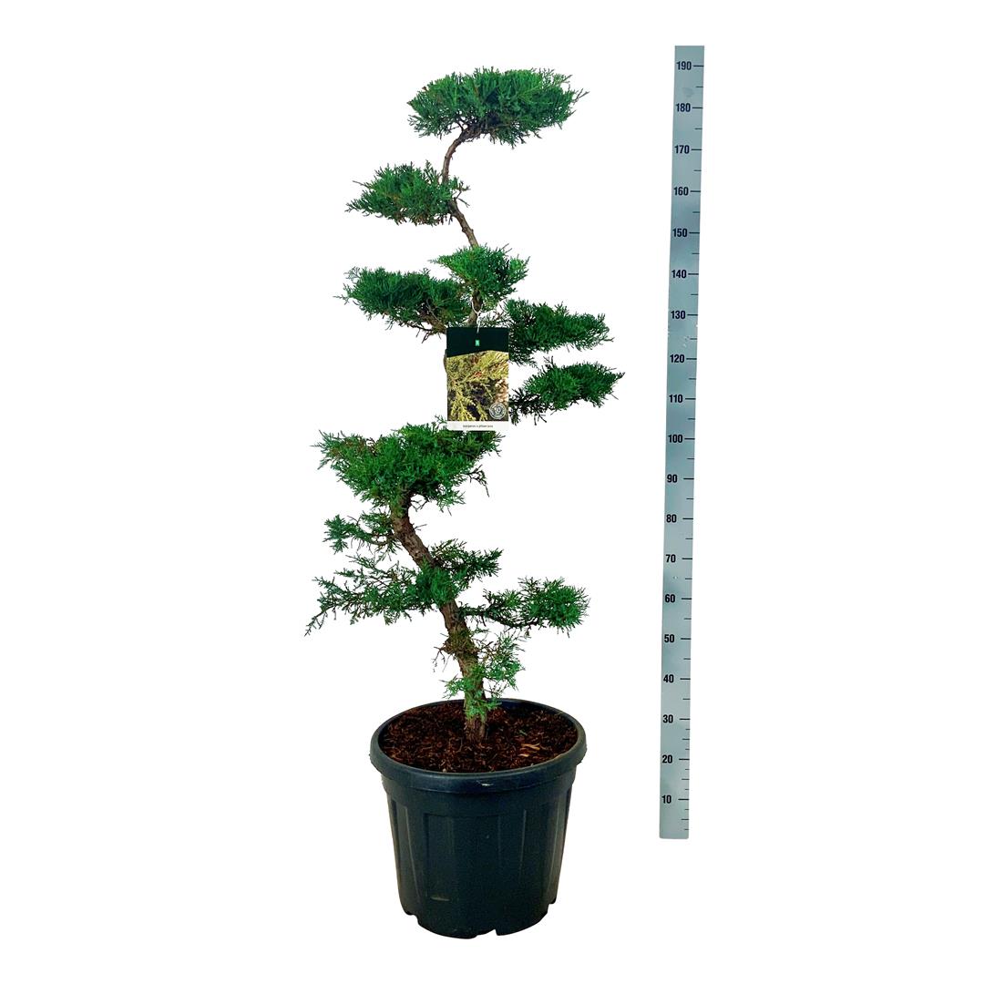 En pfitzeriana - BONSAI 100-125 C45