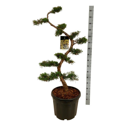 Juniperus pfitzeriana Bonsai 125+ cm C55 (55 liters kruka)