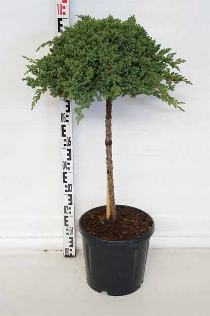 Juniperus proc. &