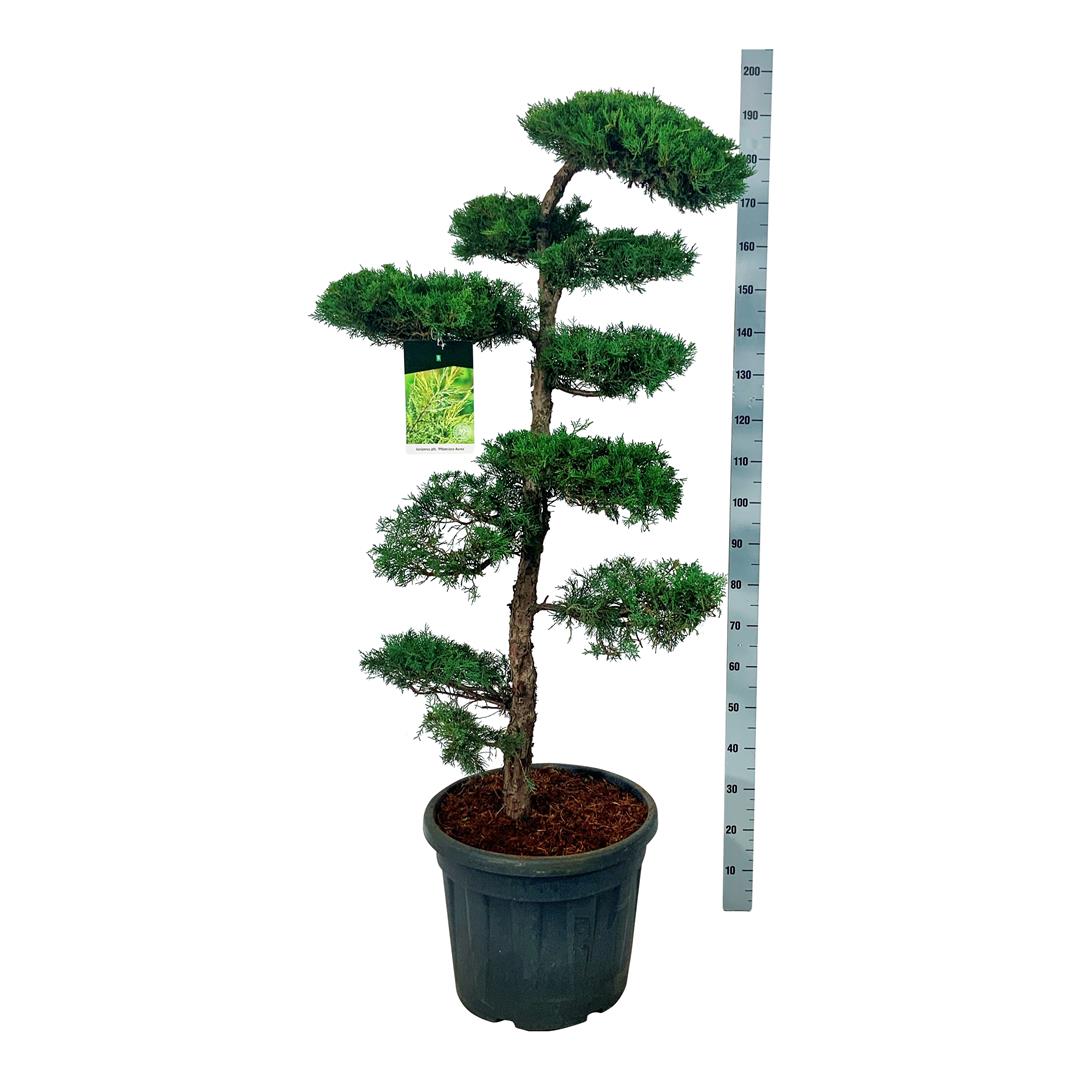 Juniperus pf. &