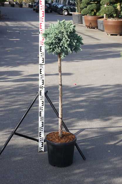 Juniperus squamata &