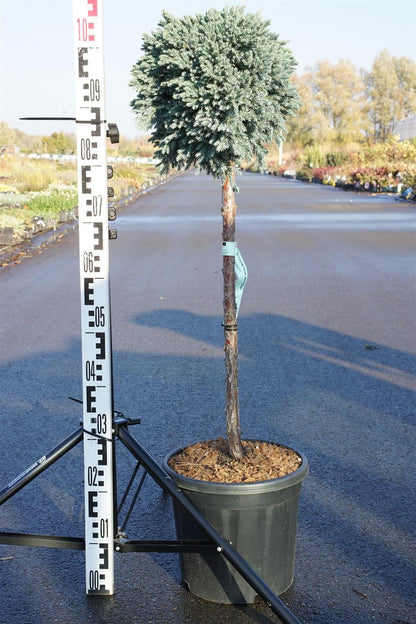 Juniperus squa. &