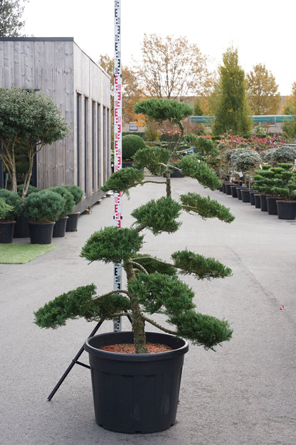 Juniperus sabina &