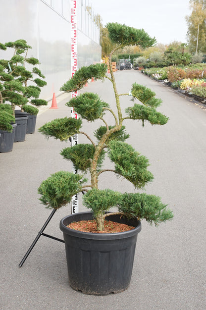 Juniperus sabina &
