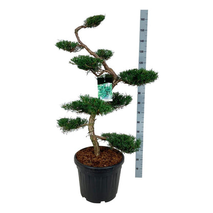 Juniperus virg. &