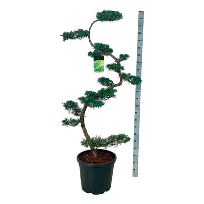 Juniperus virg. &