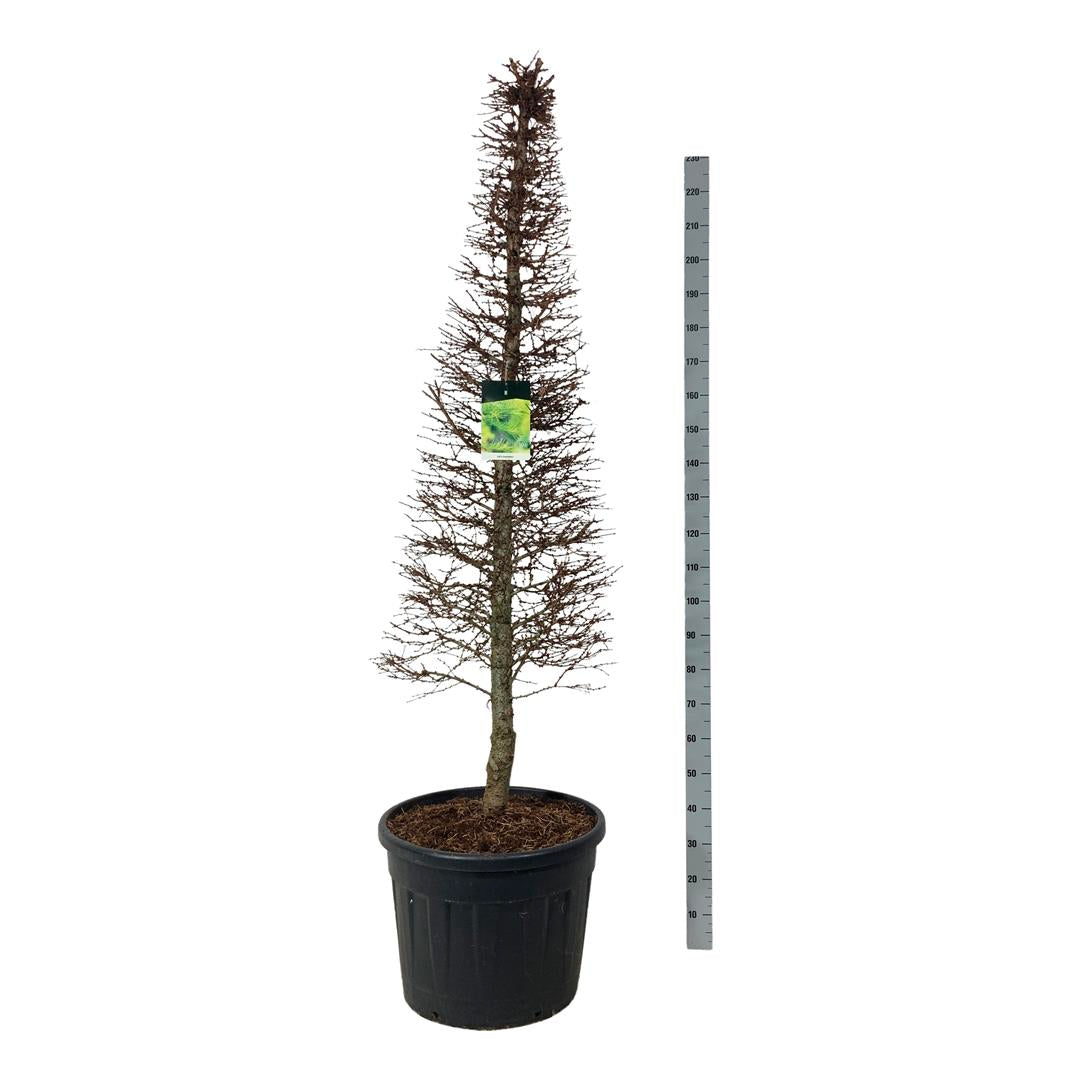 Lärk kaempferi - 30-40 CM STEM CONT