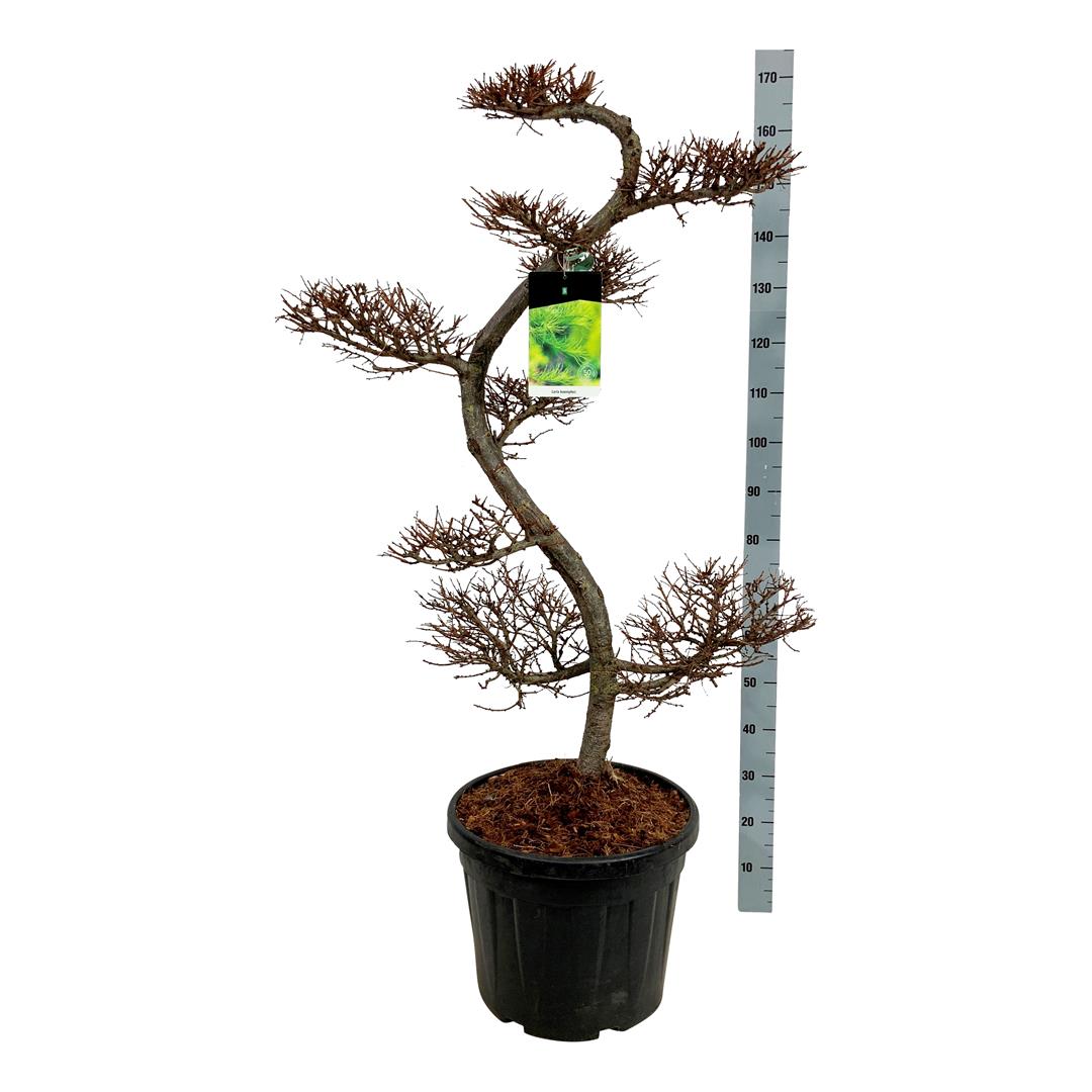 Lärk kaempferi - BONSAI 125/+ CM C55