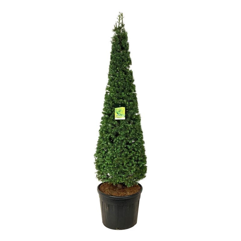 Larix kaempferi C2 (2 liters kruka) 80-100 cm