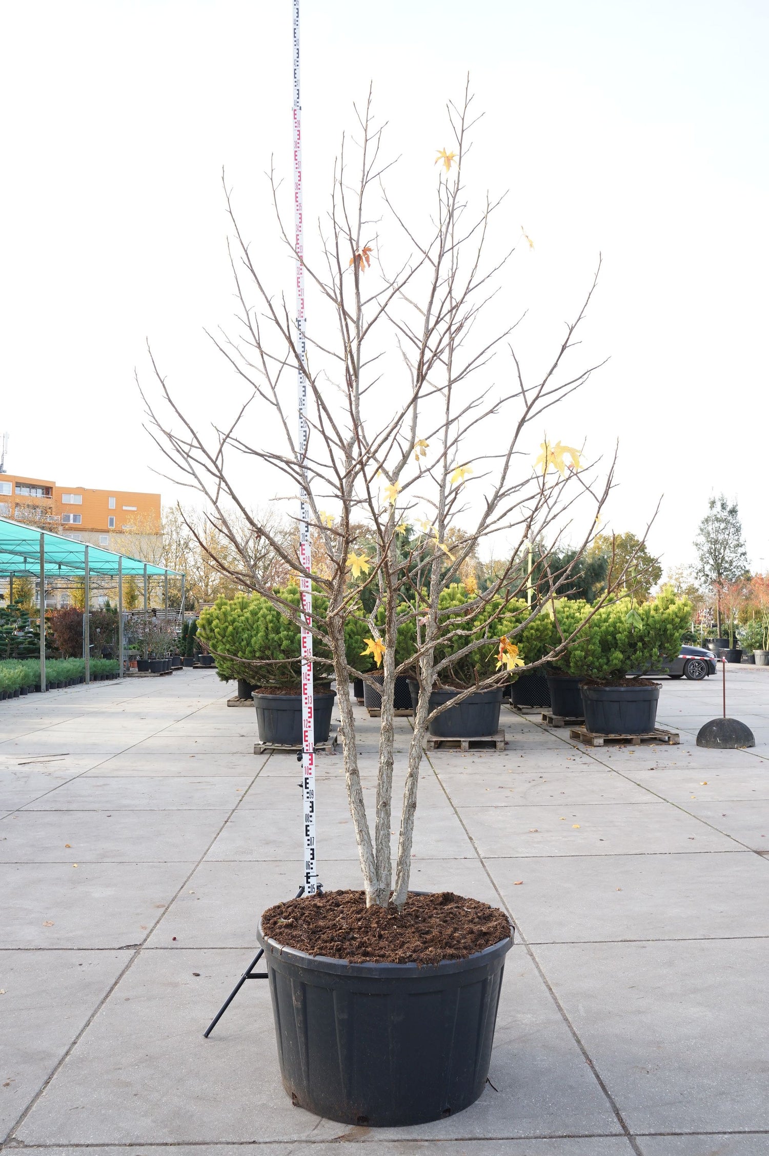 Amerikansk ambra styraciflua - C290 300-350 CM MULTISTEM