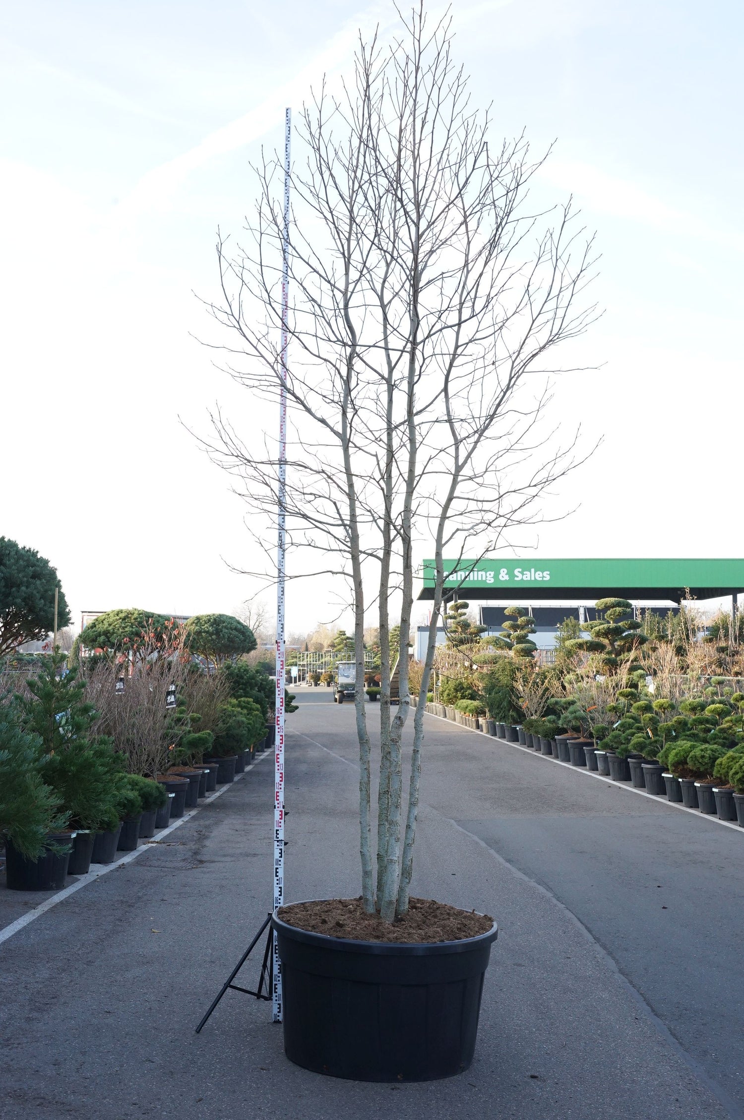 Amerikansk ambra styraciflua - C500 400-500 CM MULTISTEM