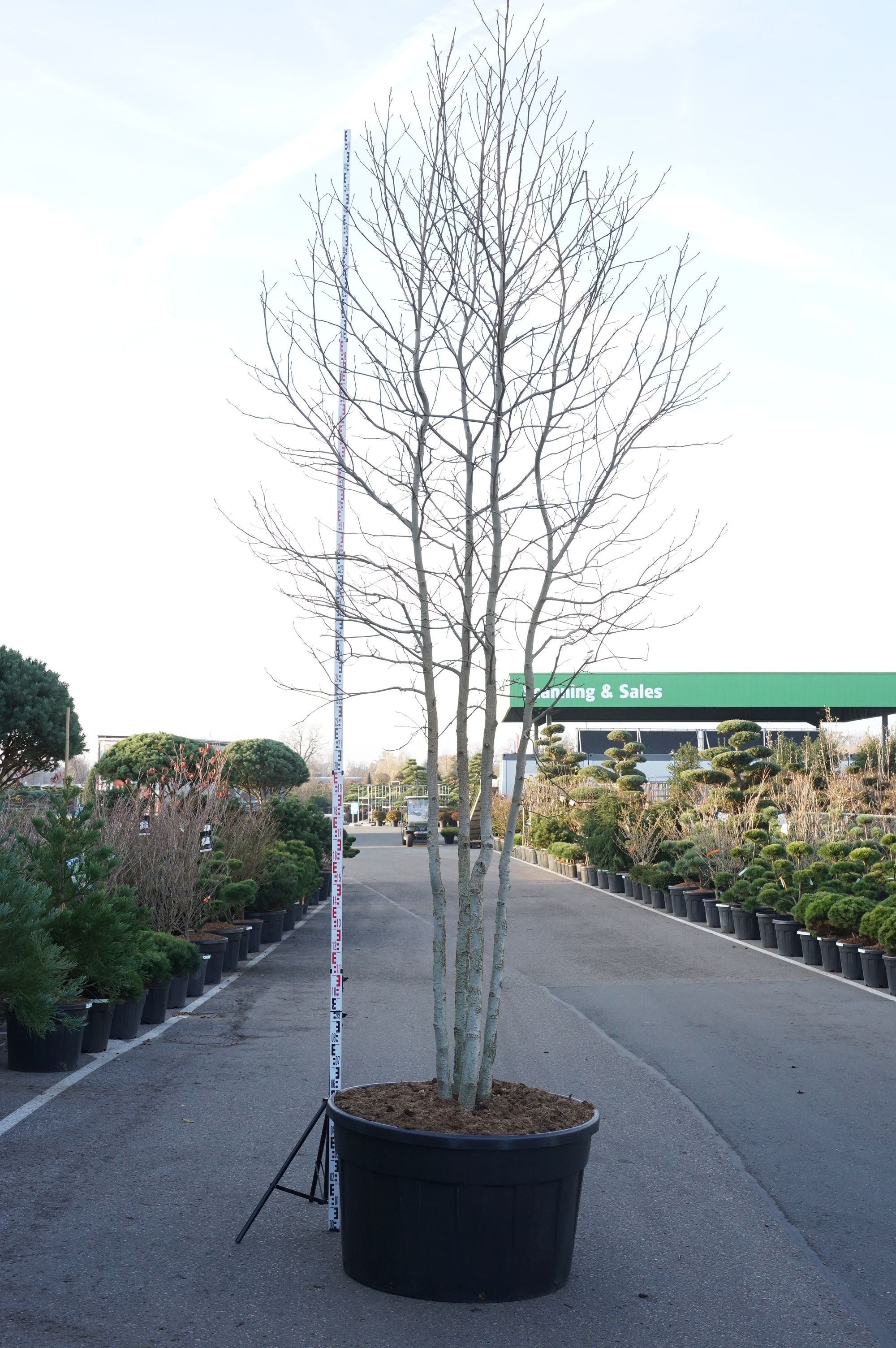 Amerikansk ambra styraciflua - C500 400-500 CM MULTISTEM