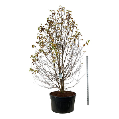Magnolia kobus 300-350 cm solitär, C500 (500 liters kruka)