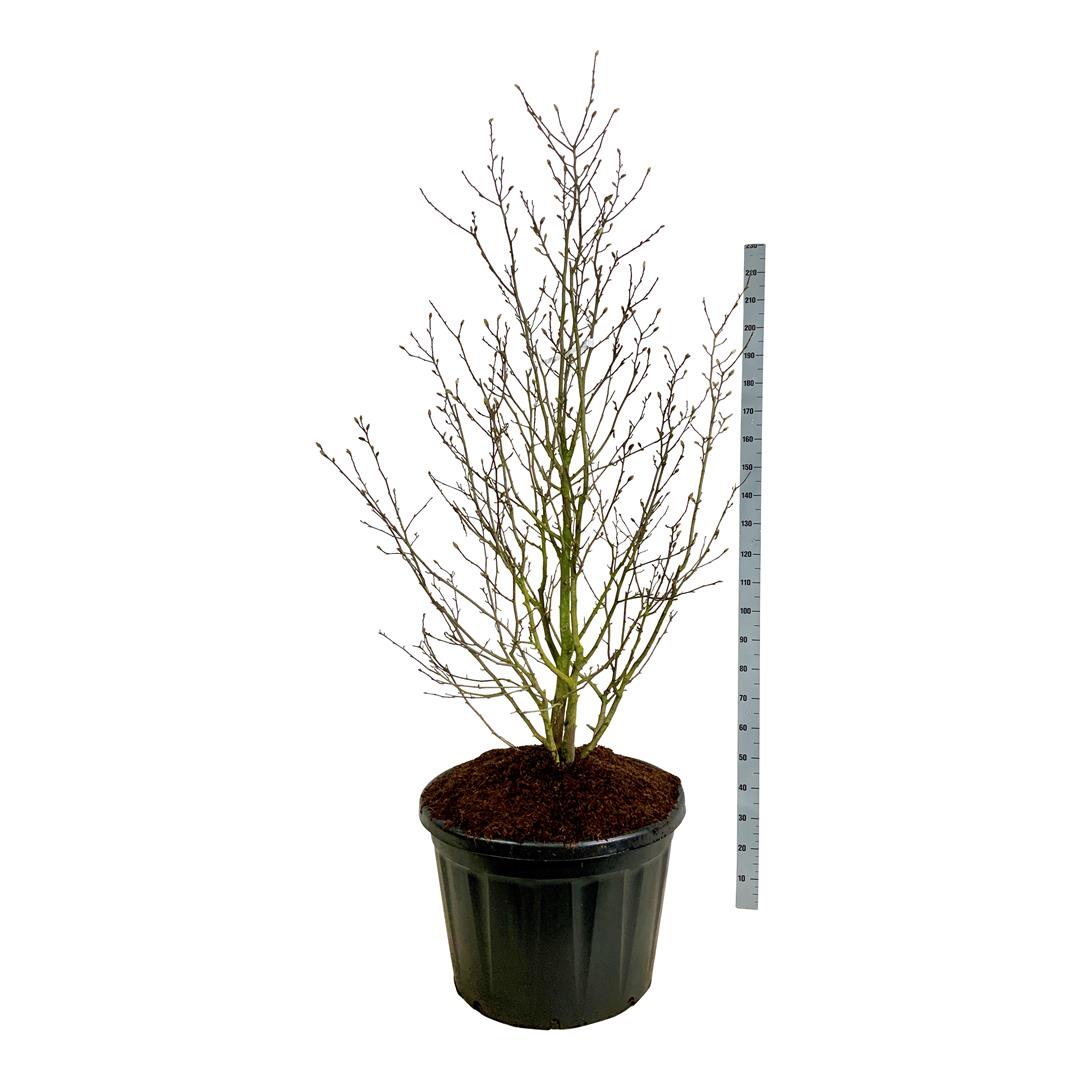 Magnolia loebneri &