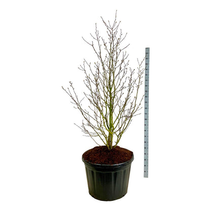 Magnolia loebneri &