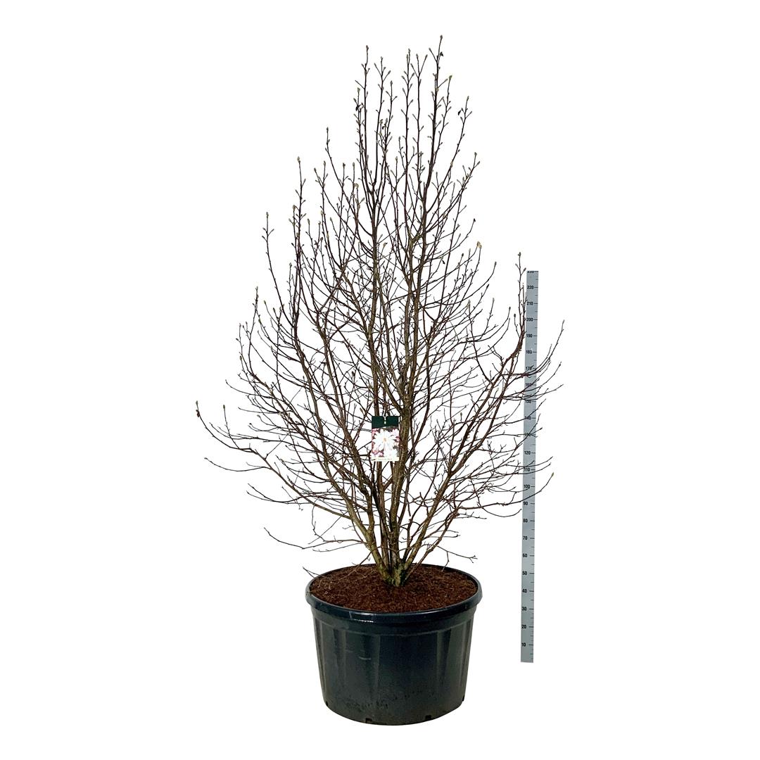 Magnolia loebneri &