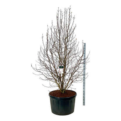 Magnolia loebneri &