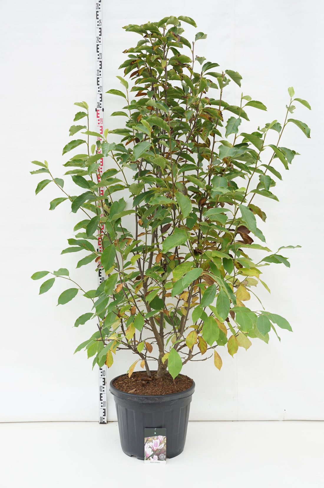 Magnolia soulangeana - C55 200-225 CM EXTRA