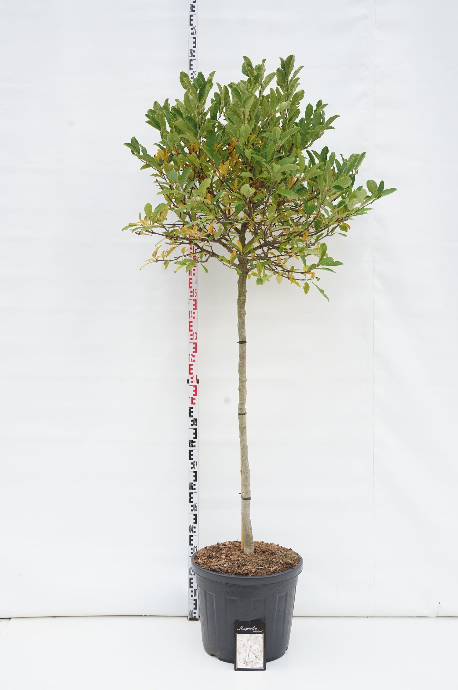Magnolia stel. &