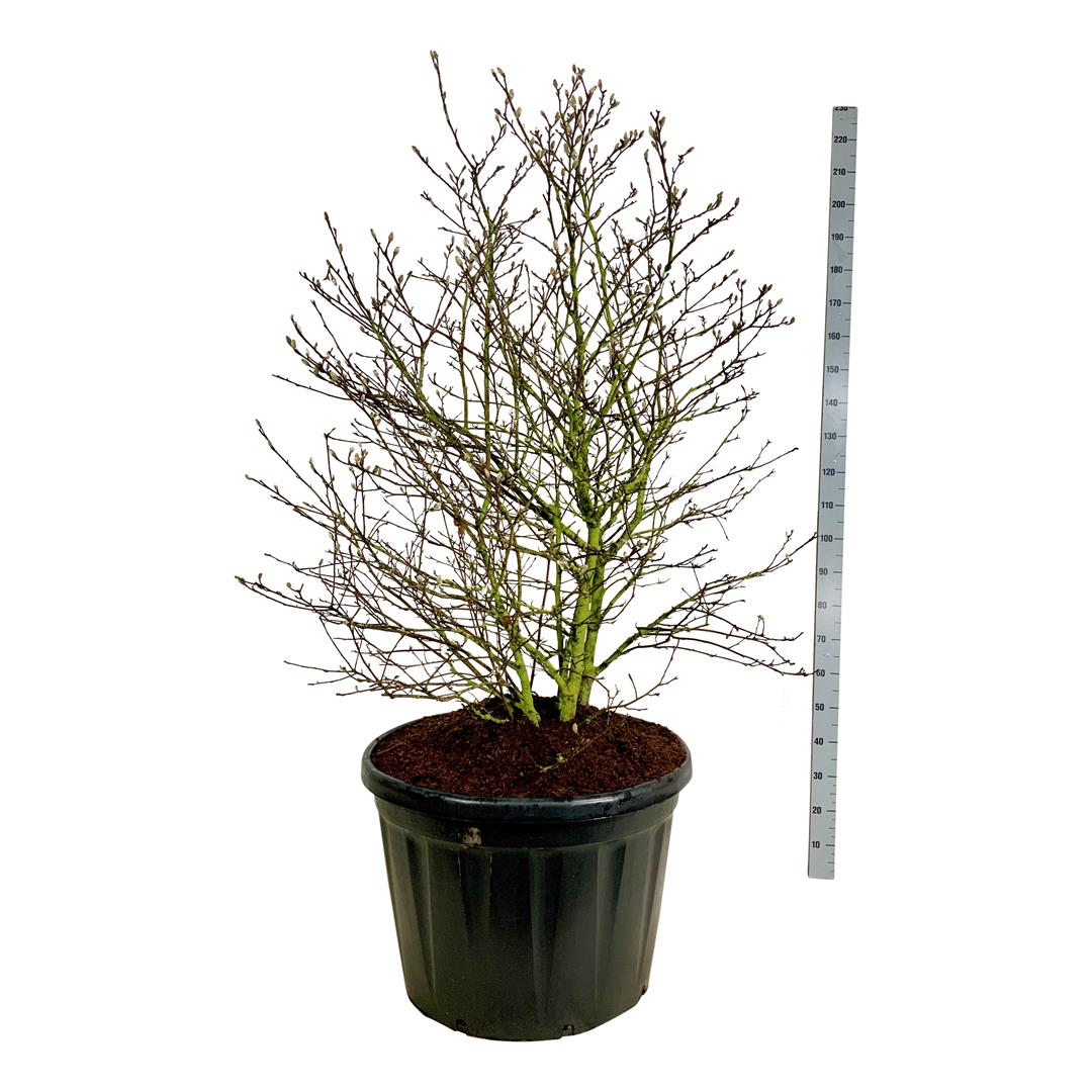 Magnolia stellata - C180 150-175 CM SOL