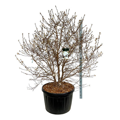 Magnolia stellata C230 (230 liters kruka) 175-200 cm Solitär