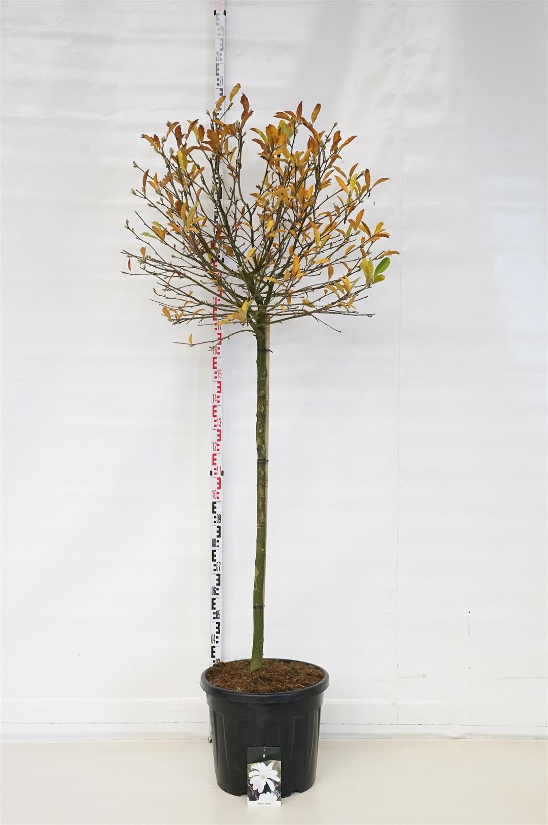 Magnolia stellata - 120 CM STAM C55 SOL