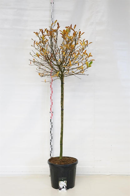 Magnolia stellata 120 cm stam C55 (55 liters kruka)
