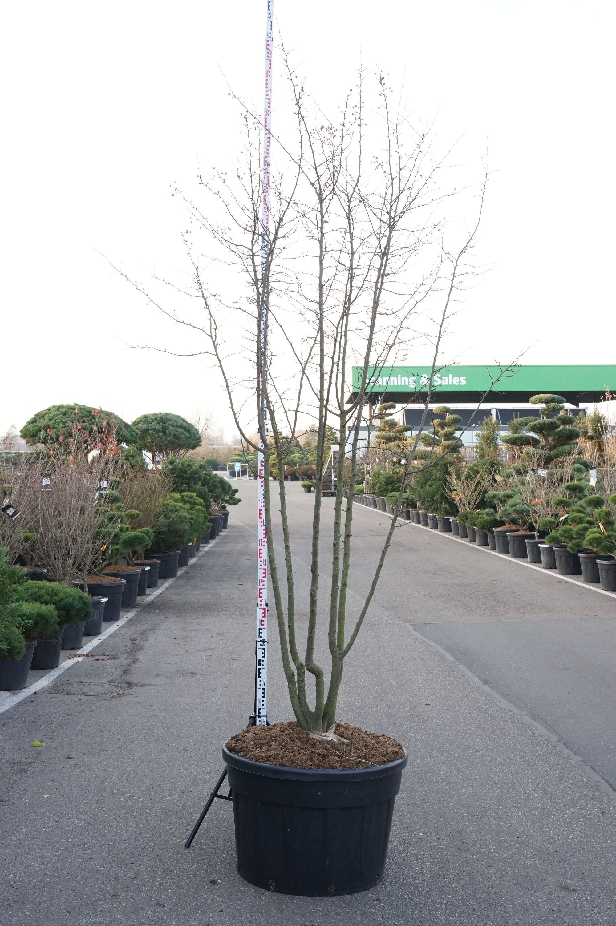 Äpple toringo - C230 250-300 CM MULTISTEM