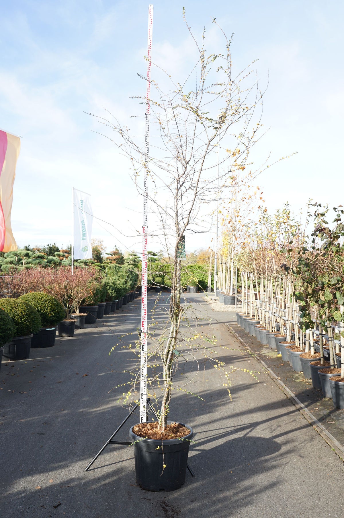 Nothofagus antarctica (Sydbok) 175-200 cm rotklump