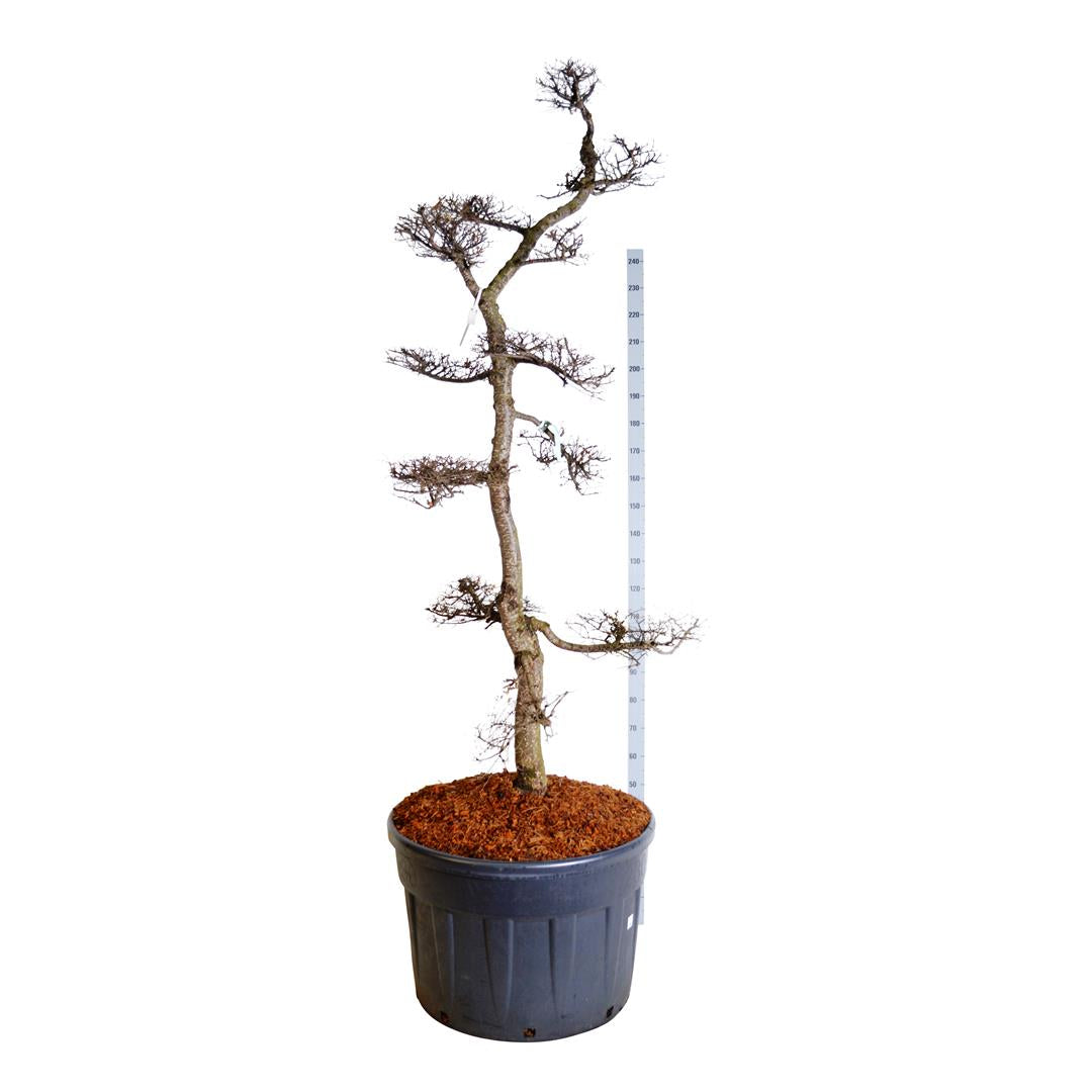 Sydbok antarctica - BONSAI 200-225 C230
