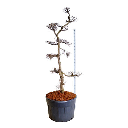 Nothofagus antarctica Bonsai 200-225 cm C230 (230 liters kruka)