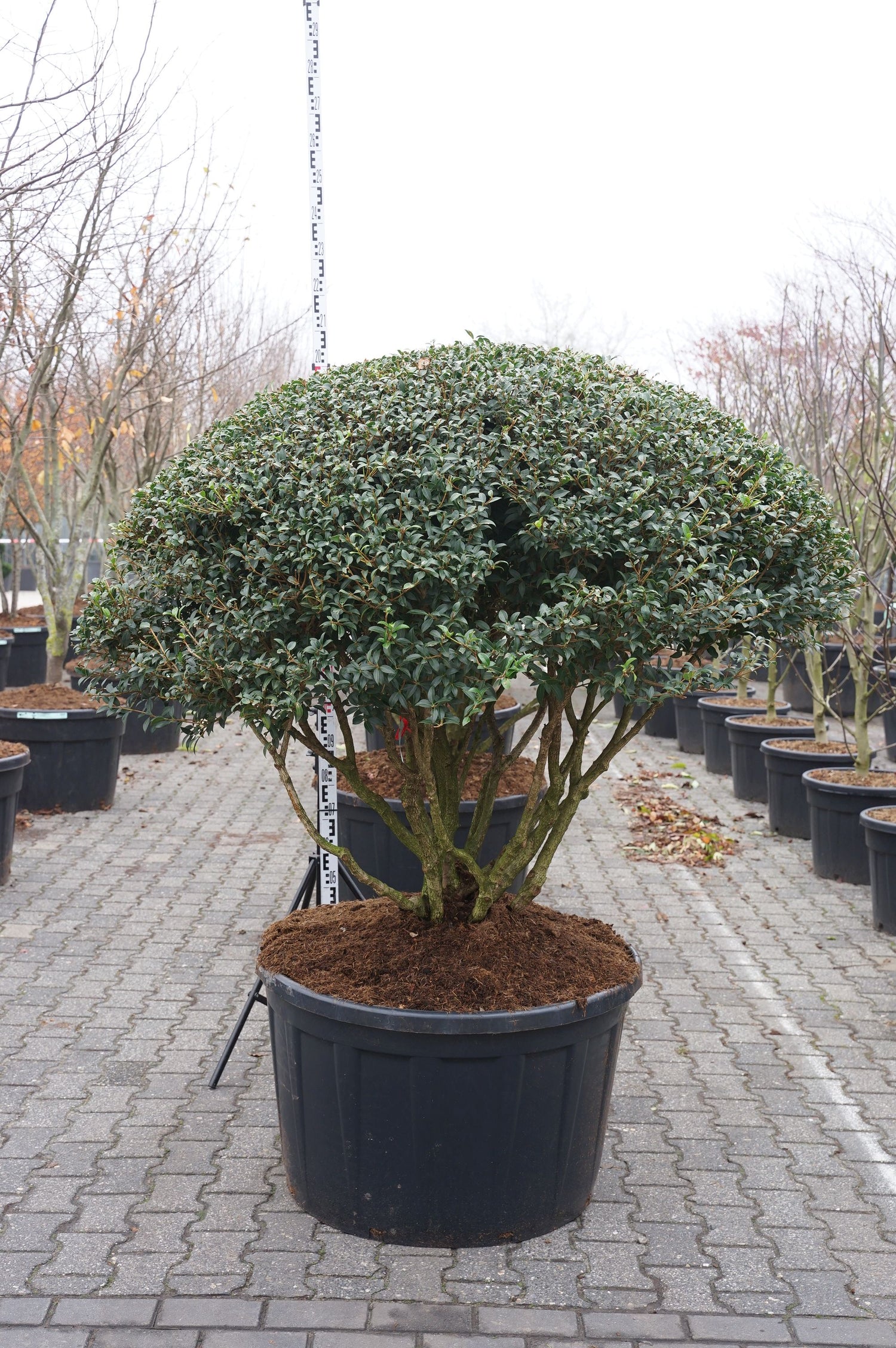 Osmanthus burkwoodii parasollformad 100-125 cm C180 (180 liters kruka)