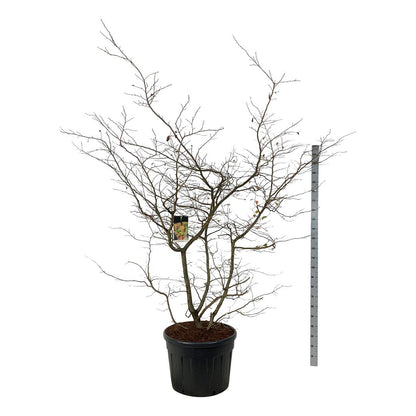 Parrotia persica C130 (130 liters kruka) 200-225 cm Extra