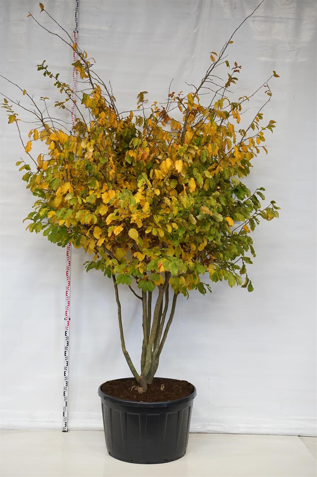 Persiskt järnträd persica - C290 300-350 CM MULTISTEM