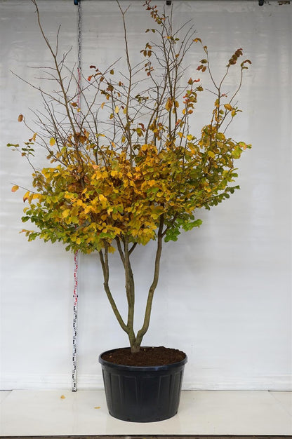 Parrotia persica C290 (290 liters kruka) 350-400 cm flerstammig