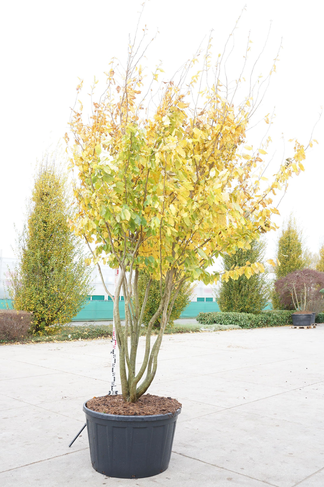 Persiskt järnträd persica - C290 400-450 CM MULTISTEM