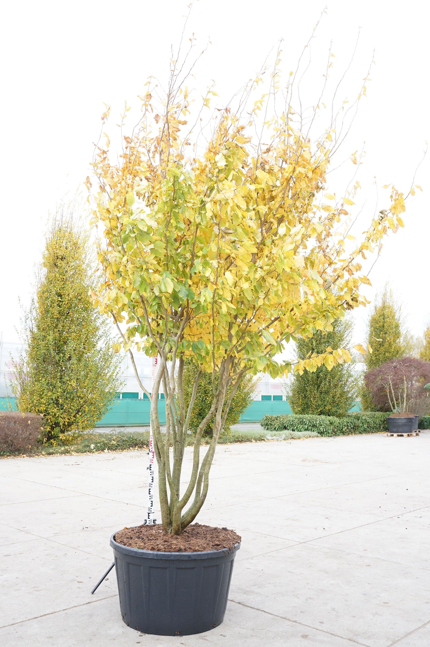 Persiskt järnträd persica - C290 400-450 CM MULTISTEM